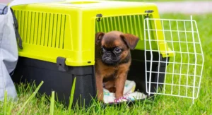 crate training a puppy