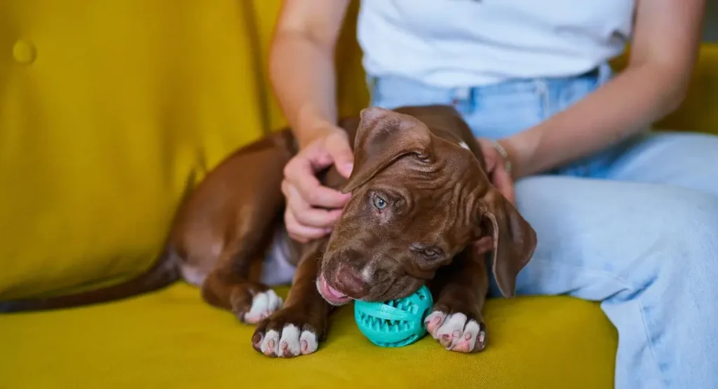 Keeping Puppies From Chewing