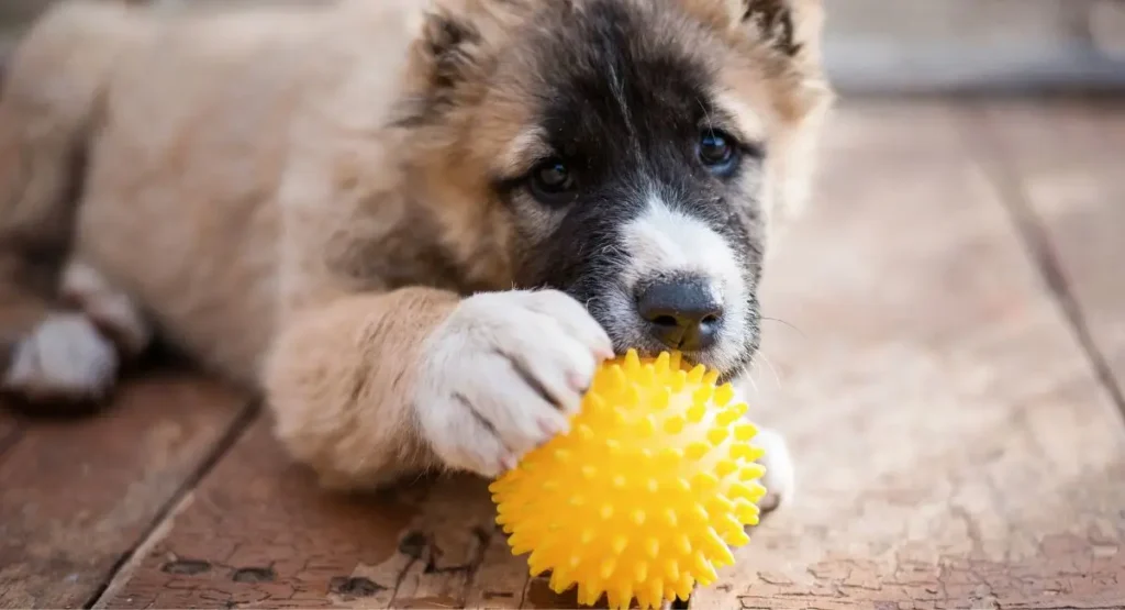 How-To-Prevent-Puppies-From-biting