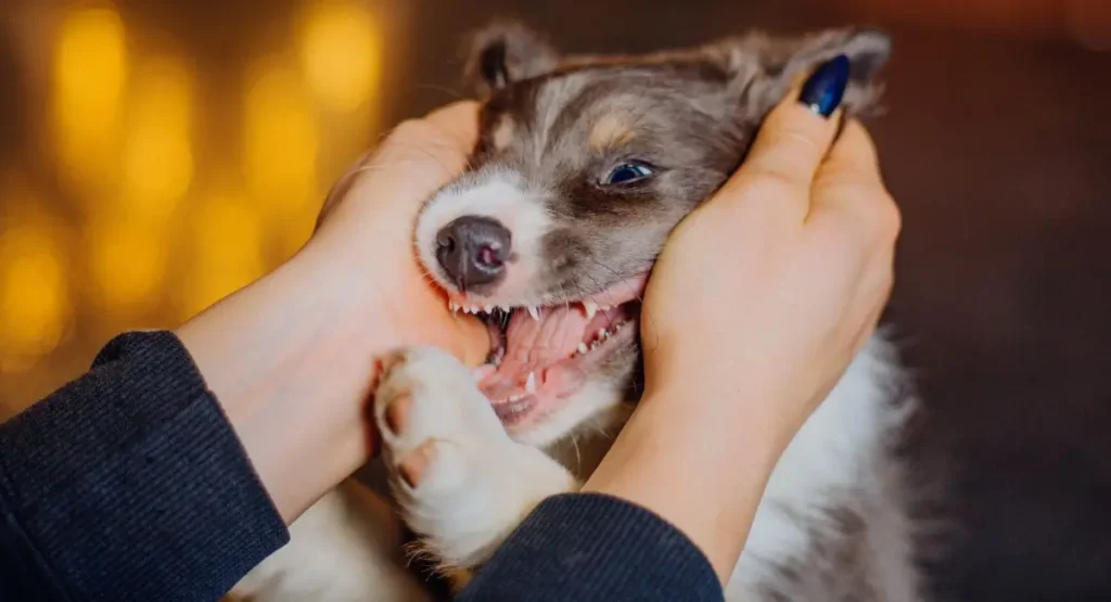 How to stop puppy from biting