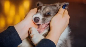 How to stop puppy from biting