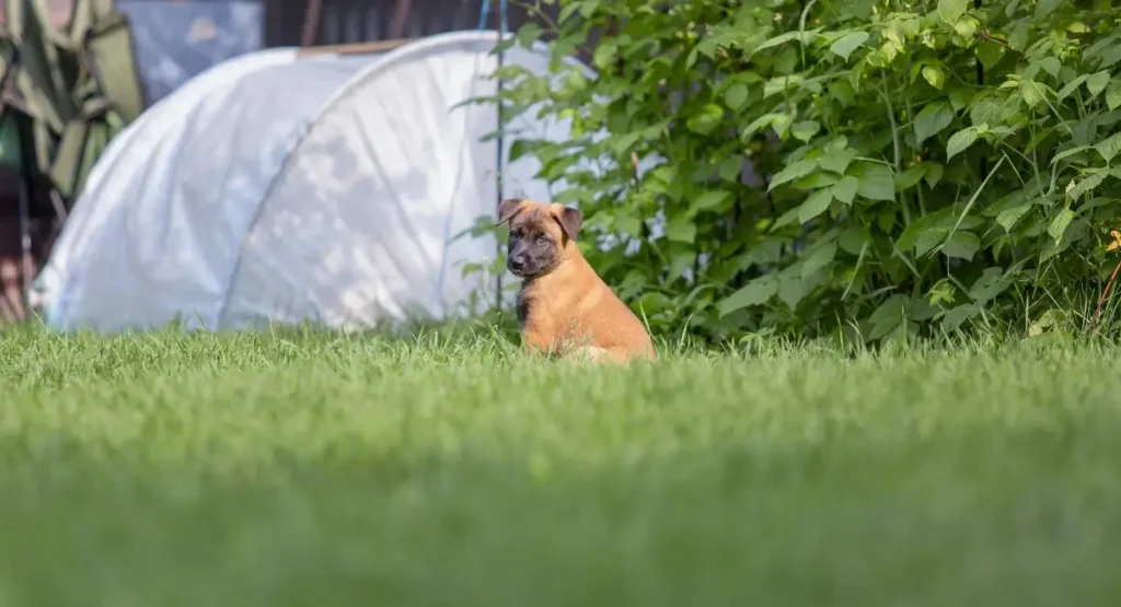 puppy potty training