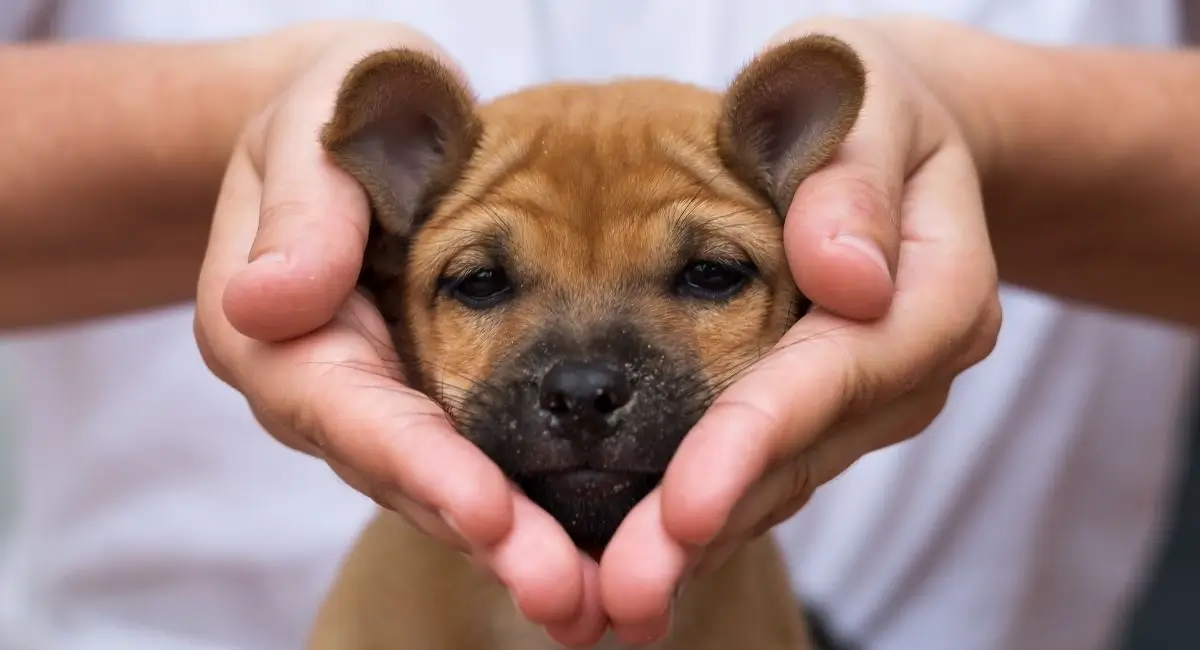 puppy potty training