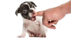 how to train a puppy to stop biting